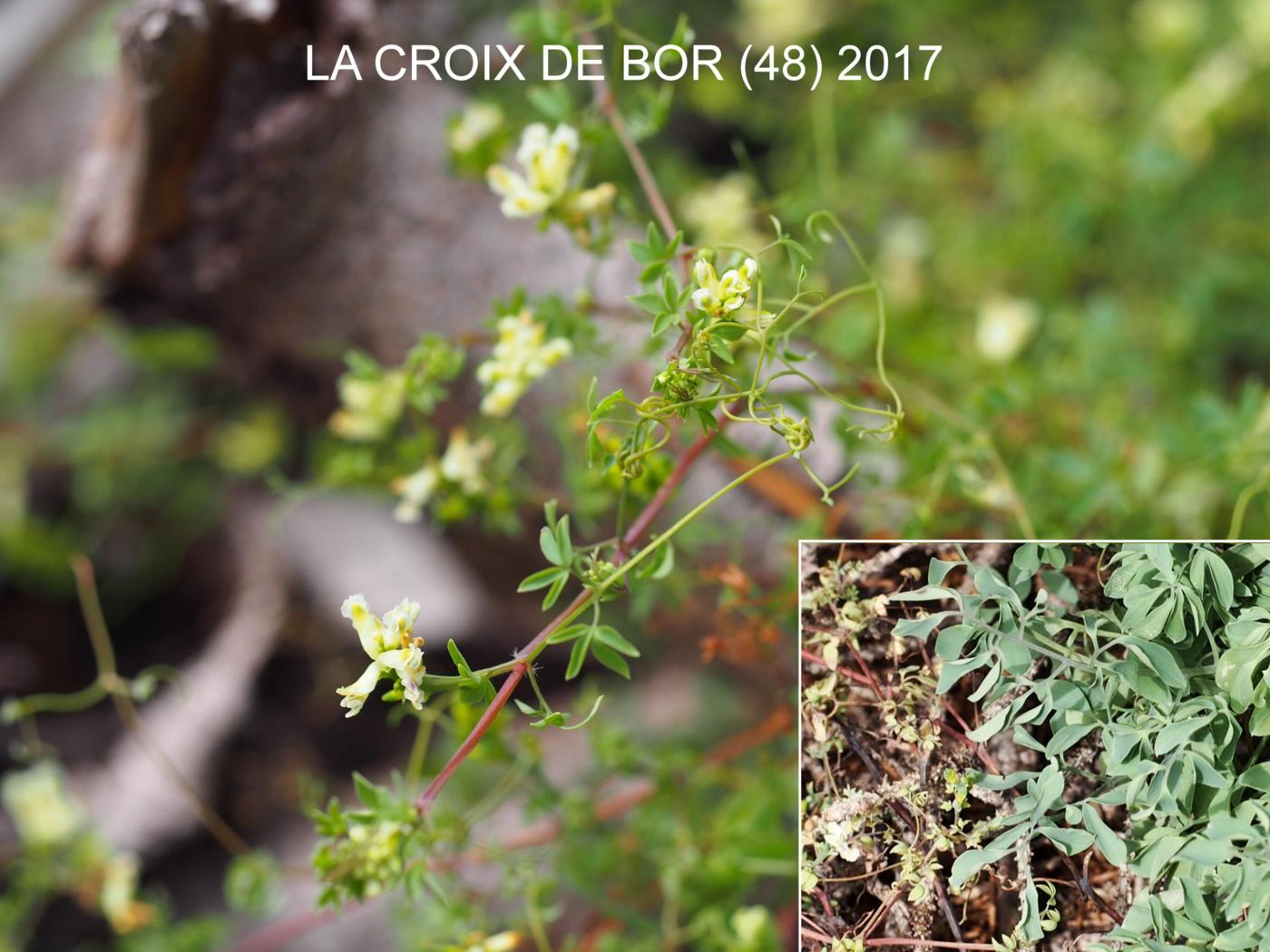 Corydalis, Climbing leaf